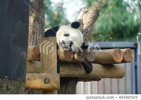 Panda 46480505