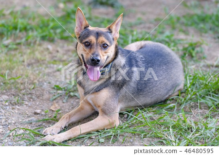 Dogs playing in a dog run 46480595