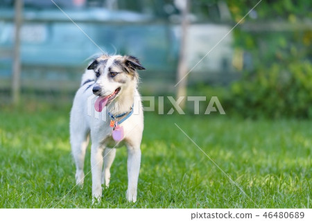 狗在跑狗場玩耍 46480689