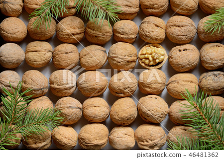 One opened walnut among rows walnuts 46481362