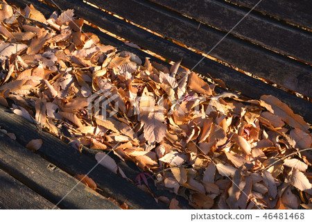 落葉和長凳 46481468