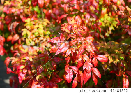 Otahuku Nanten紅葉 46481822