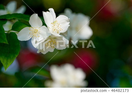 Philadelphus Philadelphus 46482173