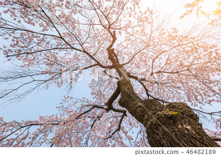 Cherry blossom tree in spring for background 46482189