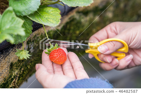  Grass stalk grass stake garden water fruit Taiwan agriculture agriculture slaughter grass slaughter strawberry strawberry strawberries 46482587