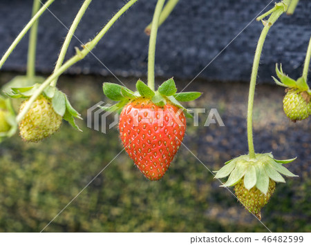 Grass sorghum grass stake garden water fruit Taiwan winter winter winter agriculture grass stalk strawberry strawberry strawberries Grass sorghum grass stake garden water fruit Taiwan winter winter winter agriculture grass stalk strawberry strawberry strawberries 46482599