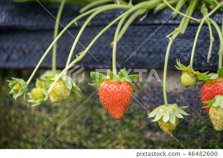 Grass sorghum grass stake garden water fruit Taiwan winter winter winter agriculture grass stalk strawberry strawberry strawberries Grass sorghum grass stake garden water fruit Taiwan winter winter winter agriculture grass stalk strawberry strawberry strawberries 46482600