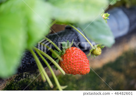 Grass sorghum grass stake garden water fruit Taiwan winter winter winter agriculture grass stalk strawberry strawberry strawberries Grass sorghum grass stake garden water fruit Taiwan winter winter winter agriculture grass stalk strawberry strawberry strawberries 46482601