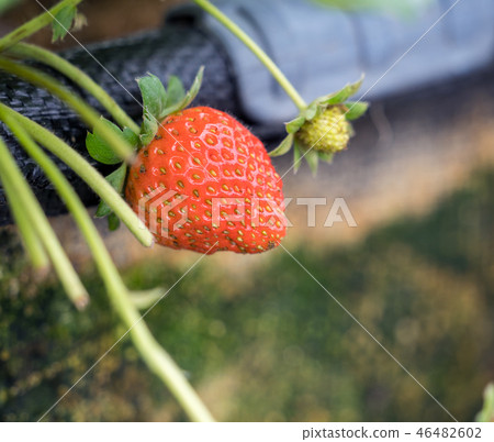 Grass sorghum grass stake garden water fruit Taiwan winter winter winter agriculture grass stalk strawberry strawberry strawberries 46482602