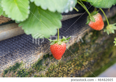 Grass sorghum grass stake garden water fruit Taiwan winter winter winter agriculture grass stalk strawberry strawberry strawberries 46482605