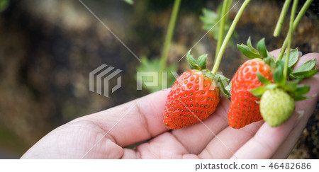  Grass stalk grass stake garden water fruit Taiwan agriculture agriculture slaughter grass slaughter strawberry strawberry strawberries 46482686