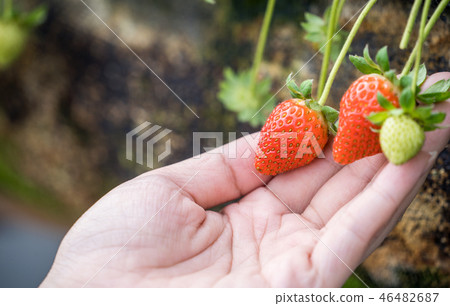  草稈草樁園林水水果台灣農業屠宰草屠宰草莓草莓草莓 46482687