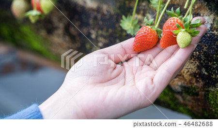  Grass stalk grass stake garden water fruit Taiwan agriculture agriculture slaughter grass slaughter strawberry strawberry strawberries 46482688