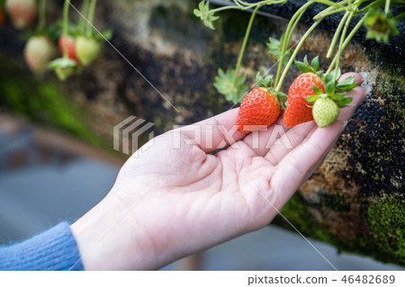  Grass stalk grass stake garden water fruit Taiwan agriculture agriculture slaughter grass slaughter strawberry strawberry strawberries 46482689