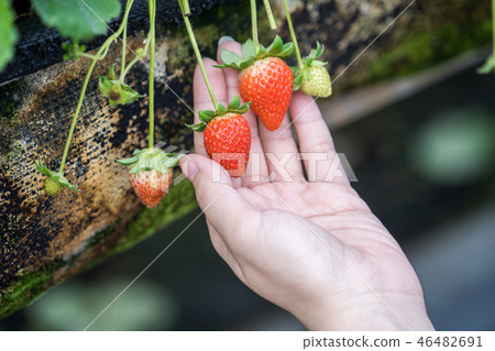  Grass stalk grass stake garden water fruit Taiwan agriculture agriculture slaughter grass slaughter strawberry strawberry strawberries 46482691