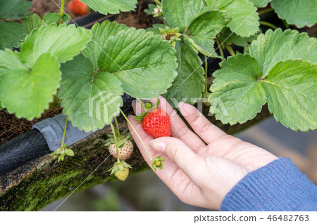  Grass stalk grass stake garden water fruit Taiwan agriculture agriculture slaughter grass slaughter strawberry strawberry strawberries 46482763