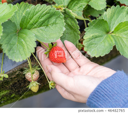  Grass stalk grass stake garden water fruit Taiwan agriculture agriculture slaughter grass slaughter strawberry strawberry strawberries 46482765