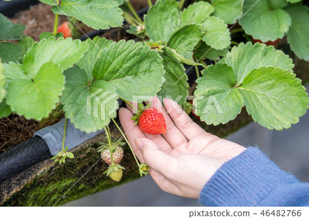  Grass stalk grass stake garden water fruit Taiwan agriculture agriculture slaughter grass slaughter strawberry strawberry strawberries 46482766