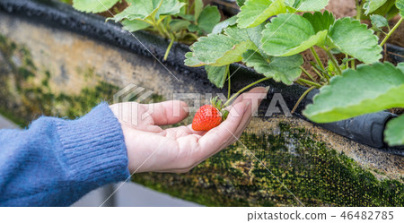 Grass stalk grass stake garden water fruit Taiwan agriculture agriculture slaughter grass slaughter strawberry strawberry strawberries Grass stalk grass stake garden water fruit Taiwan agriculture agriculture slaughter grass slaughter strawberry strawberry strawberries 46482785