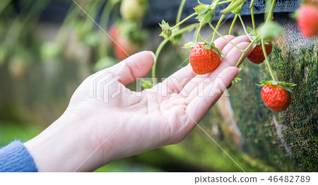 草稈草樁園林水水果台灣農業屠宰草屠宰草莓草莓草莓 草稈草樁園林水水果台灣農業屠宰草屠宰草莓草莓草莓 46482789