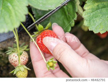  Grass stalk grass stake garden water fruit Taiwan agriculture agriculture slaughter grass slaughter strawberry strawberry strawberries 46482791