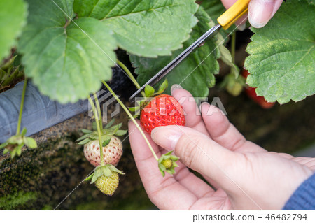  Grass stalk grass stake garden water fruit Taiwan agriculture agriculture slaughter grass slaughter strawberry strawberry strawberries 46482794