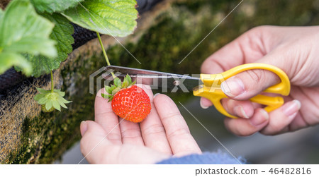  Grass stalk grass stake garden water fruit Taiwan agriculture agriculture slaughter grass slaughter strawberry strawberry strawberries 46482816