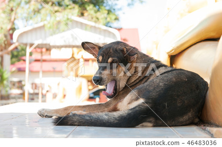 sleepy dog sleepy dog 46483036
