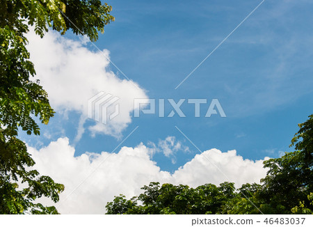 bright sky and tree. bright sky and tree. 46483037