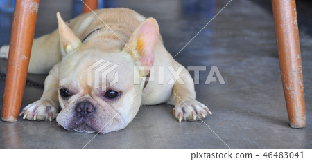 Waiting dog. 46483041