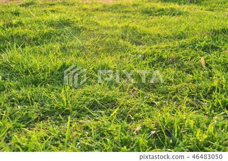 Spring nature background with grass Spring nature background with grass 46483050