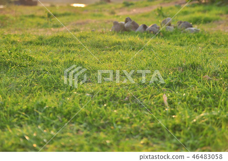 Spring nature background with grass Spring nature background with grass 46483058