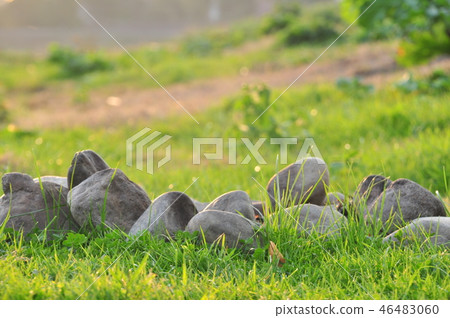 Spring nature background with grass and stones Spring nature background with grass and stones 46483060