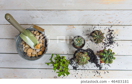 Cactus Planters. 46483181