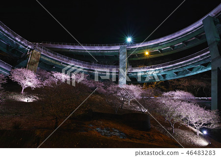 [Shizuoka Prefecture] Night view and cherry blossoms of Kawazu Nanadaki Loop Bridge 46483283