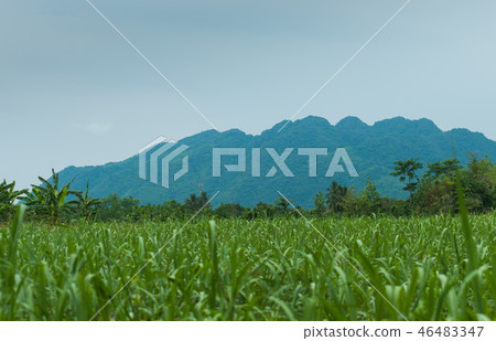 Sugar Cane Plantation. Sugar Cane Plantation. 46483347
