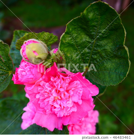 Green leaf and beautiful pink flower. Summer time Green leaf and beautiful pink flower. Summer time 46483461