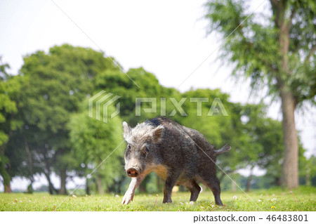 Child boar walking in the grassland. 2019, Zen, Zodiac, New Year, New Year, New Year's card image Child boar walking in the grassland. 2019, Zen, Zodiac, New Year, New Year, New Year's card image 46483801