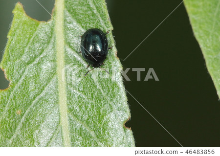 Creatures and insects Janagirurihamushi, the young leaf of willow is a broken leaf and the culprit is probably this insect 46483856