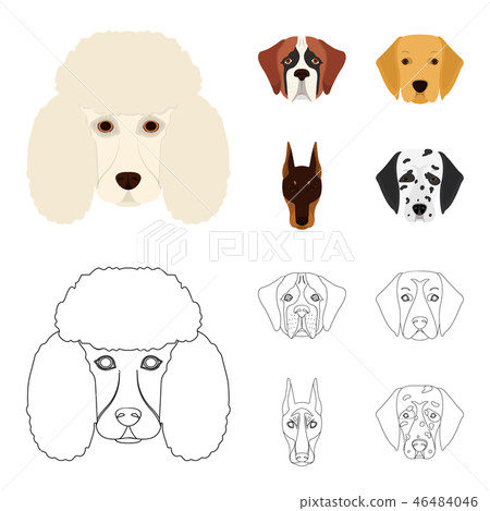 Muzzle of different breeds of dogs.Dog of the breed St. Bernard, golden retriever, Doberman 46484046