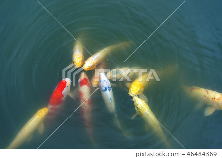 彩色鯉魚 46484369