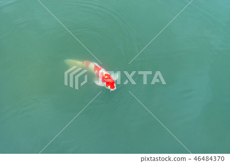 彩色鯉魚 46484370