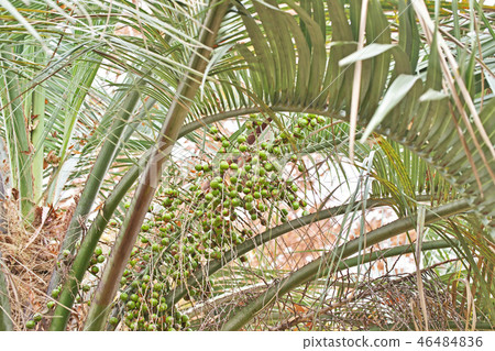 綠色椰子果子 46484836