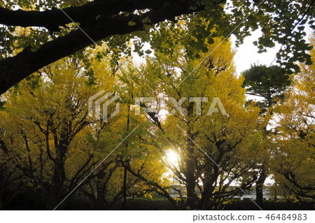 Ginkgo illuminated by the sunset 46484983