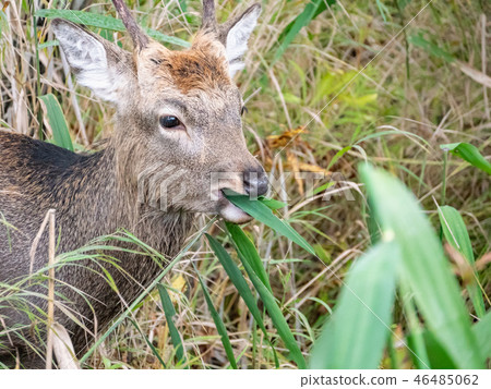 Hokkaido Kushiro Wetland Ezo deer 46485062