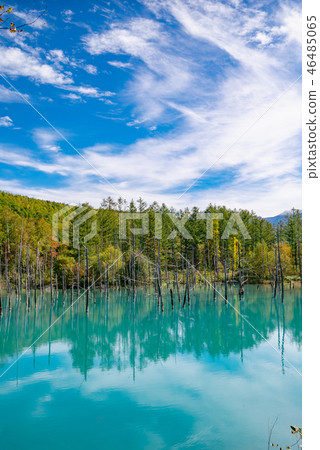 北海道白金藍池的夏日景色：綠色與藍色的對比。 46485065
