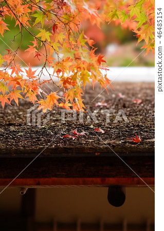 The Expo Memorial Park Panji, the roof of the Great Hall and autumn leaves 46485154