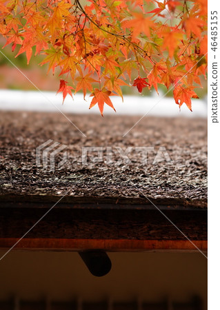 The Expo Memorial Park Panji, the roof of the Great Hall and autumn leaves 46485155