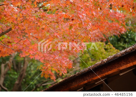 世博紀念公園潘吉，人民大會堂的屋頂和秋葉 46485156