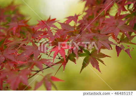 番禺世博會紀念公園·大秋葉 46485157